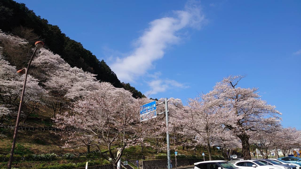 観光センターの桜